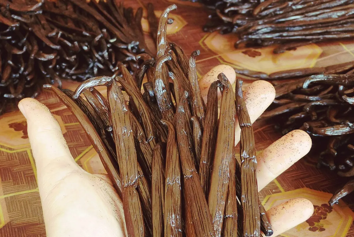 Gousses de vanille tenues en main