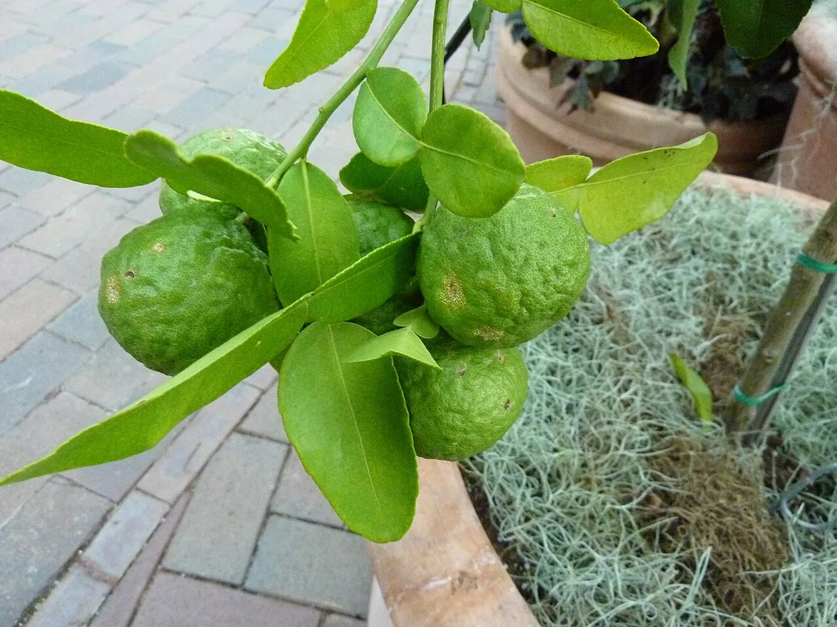 Fruits de combava sur l'arbre