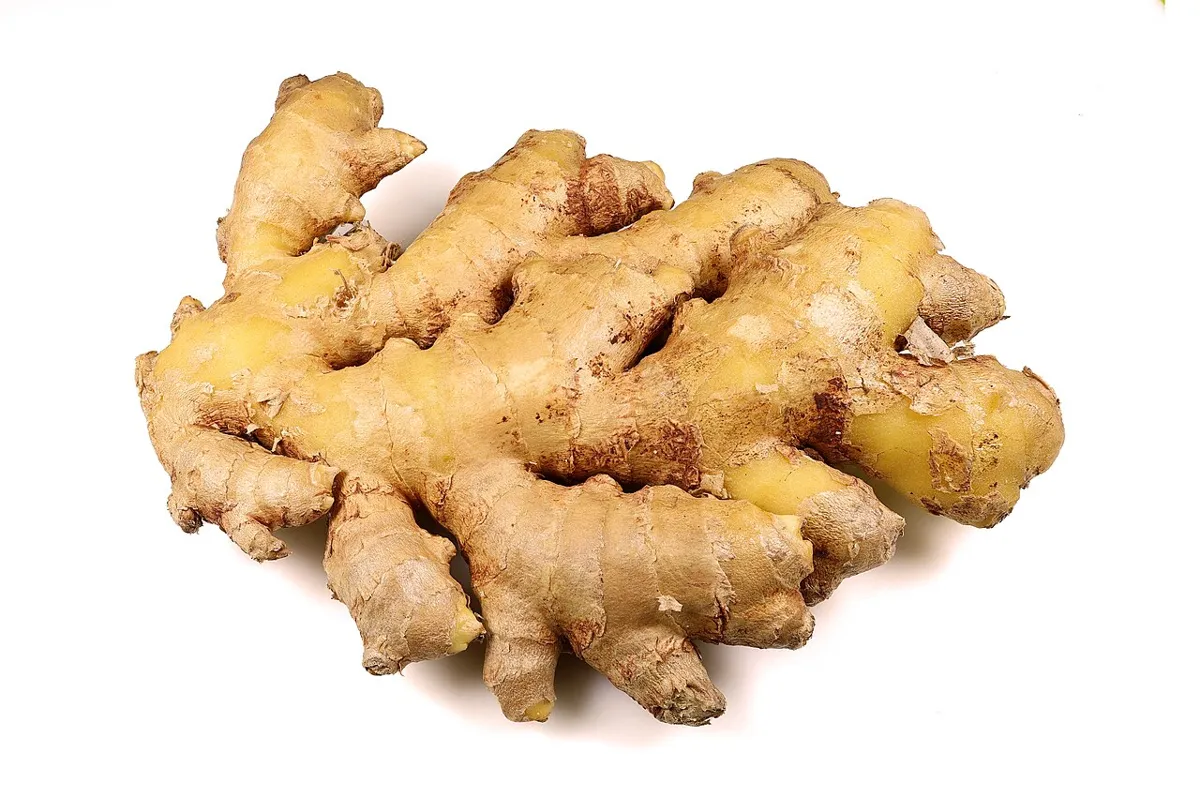 Racine de gingembre frais