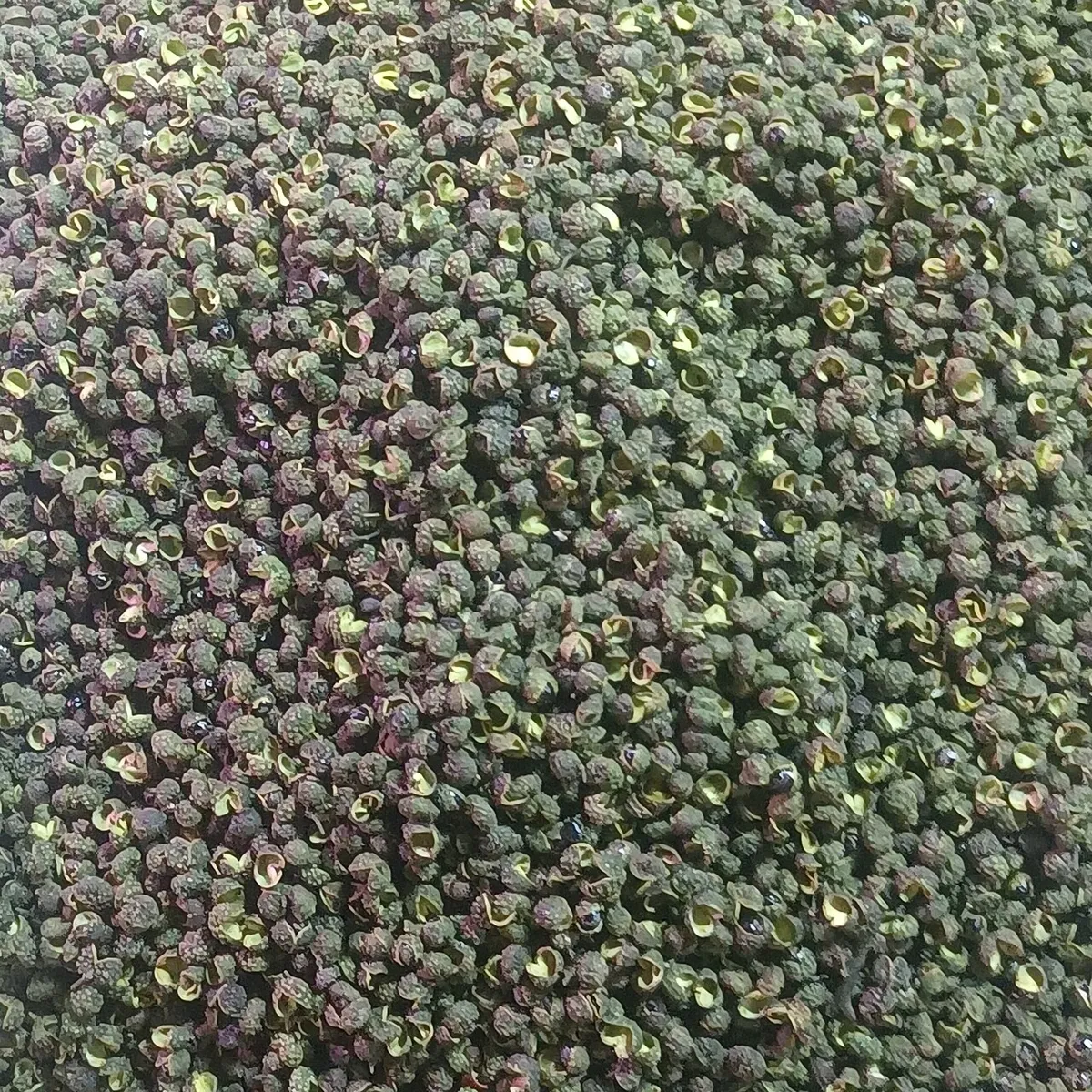 Grains de poivre vert séchés