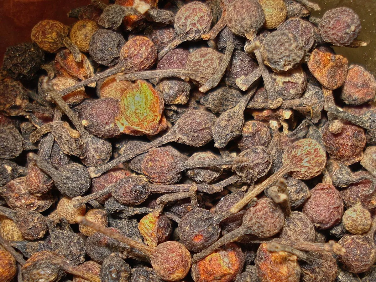 Grains de poivre sauvage à queue